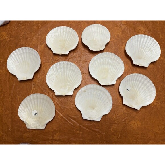 9 White Natural Color Scallop shells for crafts or decor (not food rated) New - Picture 7 of 7